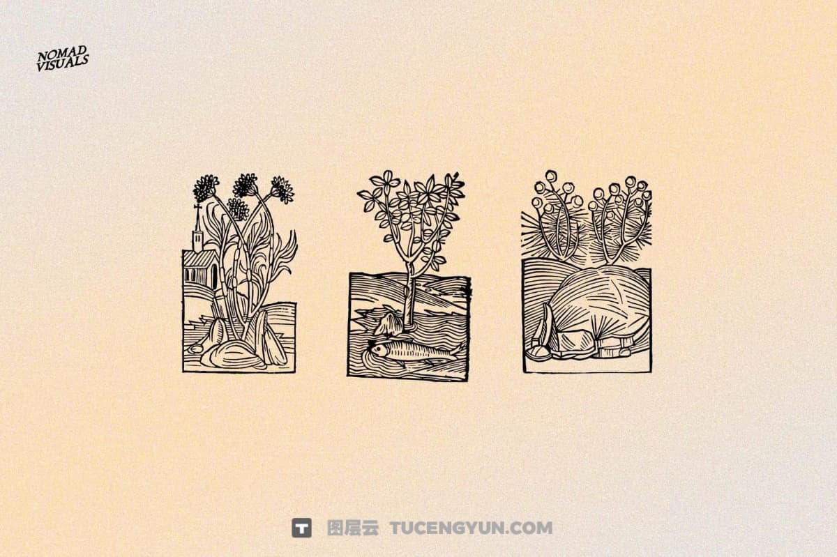 450个复古中式意境植物树枝树叶插花盆栽盆景AI矢量图形手绘插画设计套装 Herbarium Medieval Botany Collection（13346）